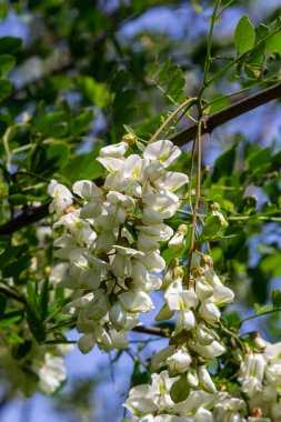 Robinia psödoacia 'nın bol çiçekli akasya dalı, sahte akasya, yakın plan siyah çekirge. Yumuşak ama kokulu bal için nektar kaynağı. Çekirge ağacı çiçeği - Robinia psödoacia.