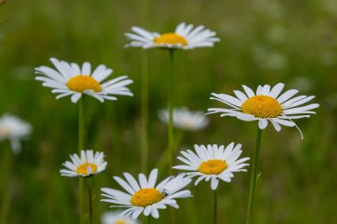 Çayırda yetişen papatya çiçekleri, beyaz papatyalar. Oxeye papatya, Leucanthemum vulgare, Papatya, Dox-eye, Common papatya, Dog papatya, Bahçe konsepti.