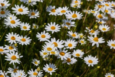 Çayırda yetişen papatya çiçekleri, beyaz papatyalar. Oxeye papatya, Leucanthemum vulgare, Papatya, Dox-eye, Common papatya, Dog papatya, Bahçe konsepti.