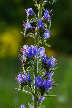 Viper 'ın böcek ilacı ya da yabani ot Echium vulgare doğal yeşil arka planda çayırda çiçek açıyor. Makro. Seçici odaklanma. Ön görünüm.