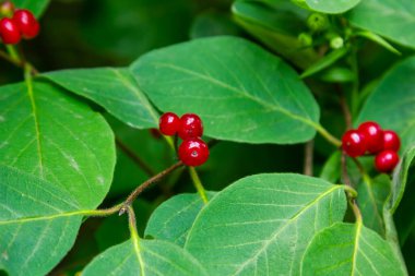 Festive Holiday Honeysuckle Branch with Red Berries Lonicera xylosteum.