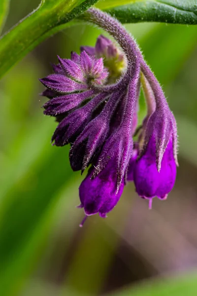 Stock image In the meadow, among wild herbs the comfrey Symphytum officinale is blooming.