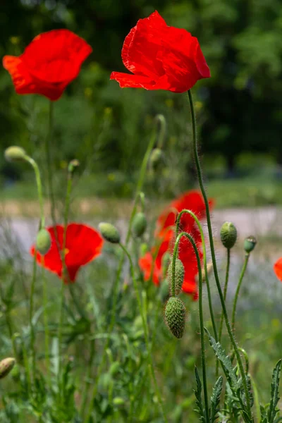 Papaver rhoeas or common poppy, red poppy is an annual herbaceous flowering plant in the poppy family, Papaveraceae, with red petals.