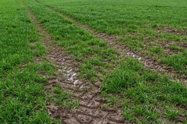 Islak bir çayırda çamurda traktör izleri..
