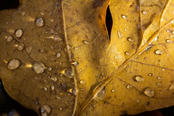Fallen oak leaves with dew. Autumn oak leaves.water drops on fall oak leaves closeup. Dry Autumn Oak Leaf Covered by Water Drops of Rain on Ground. Close-up Photo.
