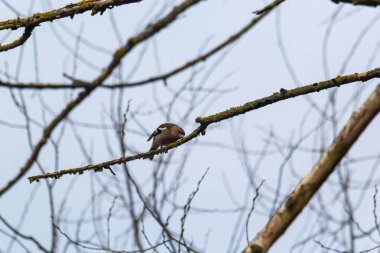 Sıradan bir papatya çamı ağaçta oturur. Vahşi yaşamın güzel ötücü kuşu papatya çayı. Sıradan ispinoz mu yoksa latin adı Fringilla Coelebs mi?.