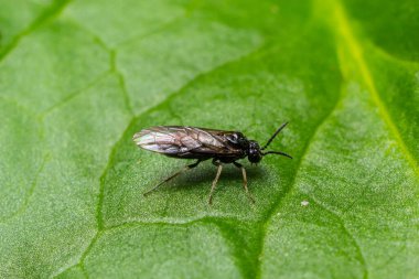 Aquilegia testere sineği aynı zamanda testereli testere pristiforası da denir. Bahçelerde kuş üzümü ve bektaşi üzümü ve ekili tarlalarda yaygın olarak görülür..