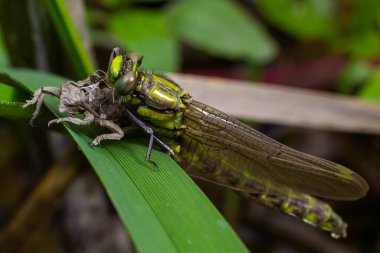 Larva yusufçuğu gri kabuğu. Gomphus vulgatissimus 'un Nymphal Exuvia' sı. Exuvia 'dan sarkan beyaz iplikler trakeae çizgileri. Exuviae, kuru dış kaplama çimen yaprağı üzerinde.