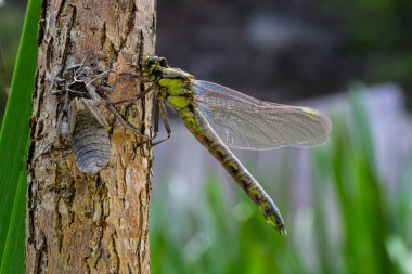 Larva yusufçuğu gri kabuğu. Gomphus vulgatissimus 'un Nymphal Exuvia' sı. Exuvia 'dan sarkan beyaz iplikler trakeae çizgileri. Exuviae, kuru dış kaplama çimen yaprağı üzerinde.