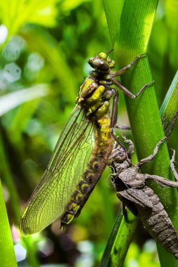 Larva yusufçuğu gri kabuğu. Gomphus vulgatissimus 'un Nymphal Exuvia' sı. Exuvia 'dan sarkan beyaz iplikler trakeae çizgileri. Exuviae, kuru dış kaplama çimen yaprağı üzerinde.