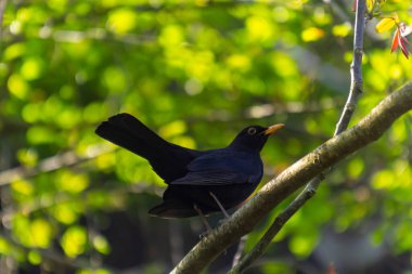 Erkek Karatavuk Turdus merula Bir ağacın dalına tünedi.