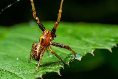 Xysticus örümceği yeşil yaprağın üzerinde. Doğal çevre, güneşli yaz günü..