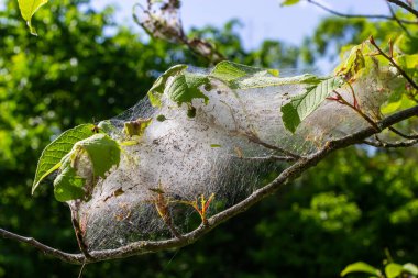 Kuş-kiraz erminli larva grubu Yponomeuta evonymella pupa sıkıca paketlenmiş, ağaç gövdesinde beyaz ağ ve yazın yeşil yaprakların arasında dallar..