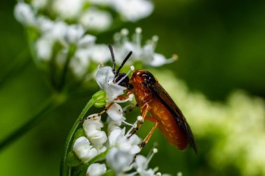 Gül Testere Arge Ochropus. Cotswold Tepeleri, İngiltere.