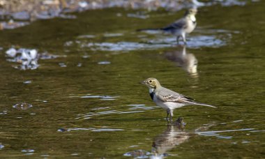 Motacilla alba, Motacillidae familyasından küçük bir kuş türü..