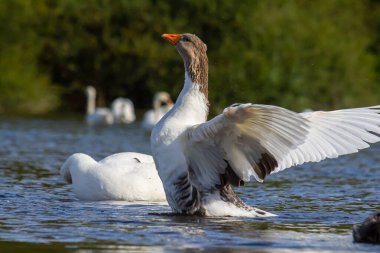Evcil kaz, insanların etleri, yumurtaları ya da tüyleri için evcilleştirdikleri ve sakladıkları bir kazdır. Evcil kazlar yabani kır kazlarından seçici üreme yoluyla türetilmiştir. .