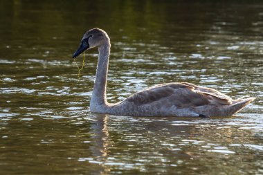 Kuğu rengi, suda yüzen kuğu. .