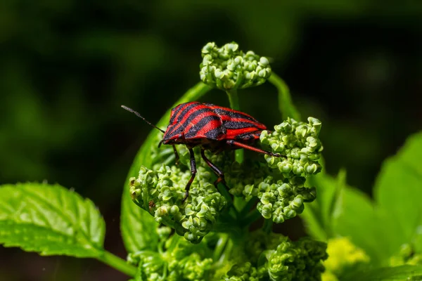 graphosoma lineatum bug with fly on plant background.