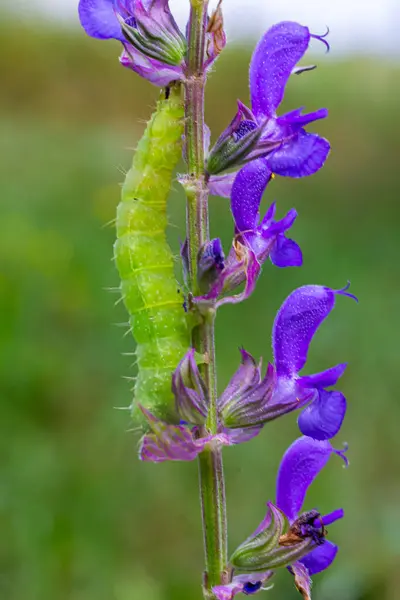 stock image Caterpillar sliding along a stalk of sage with green background.