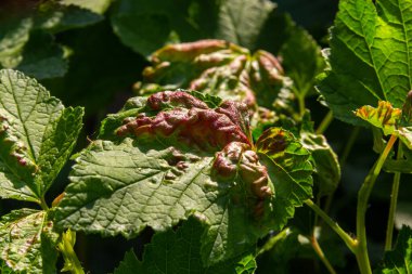 Kırmızı ve beyaz frenk üzümü hastalığı, Galyalı yaprak bitleri antrakburun enfeksiyonu. Üst taraftaki yeşil yapraklarda kahverengi kabarcıklar..