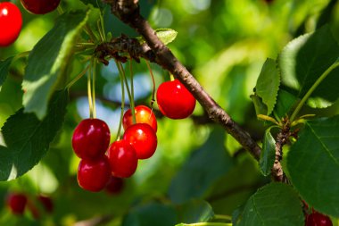 Bahçedeki ağaçta olgun kırmızı kiraz dalları.