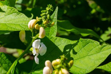 Bahçede yetişen Kaçak Fasulye Bitkisi Faz Koksinüsü 'nün güzel çiçekleri..