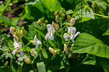 Böbrek fasulyesinin çiçekli bitkileri ve bir çiftlikteki genç olgunlaşmış kapsüller, aşağıdan görüş..