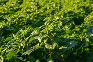 Genç ayçiçekleri kara toprakta filizlendi..