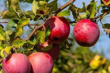 Sonbahar günü. Kırsal bahçe. Çerçevede olgunlaşmış kırmızı elmalar bir ağaçta. Ukrayna 'da fotoğraflanmış yağmur yağıyor.,