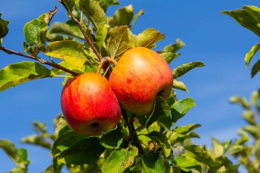 Olgun elmalar ağaçta.