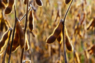 Soya fasulyesi makrosu. Soya fasulyesi hasadı, tarım baklagilleri. Soya fasulyesi tarlası - kuru soya kabuğu.