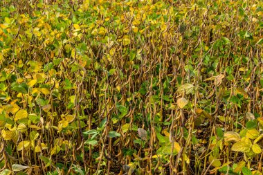 Soya fasulyesi makrosu. Soya fasulyesi hasadı, tarım baklagilleri. Soya fasulyesi tarlası - kuru soya kabuğu.