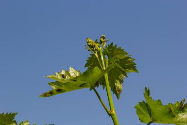 Baharda mavi gökyüzünün arka planında taze yeşil üzüm yaprakları.