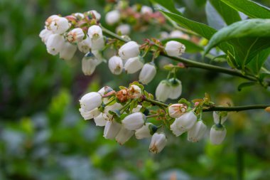 Yaban mersini dalı Vaccinium corymbosum, tomurcuklanma ve çiçekleme aşamasındadır. Büyük yaban mersini çiçekli bir dalı vardır. Pembe yaban mersini tomurcukları yeşil bir arka plan üzerindedir. seçici odaklama.