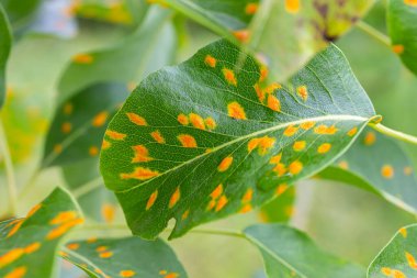 Armut yaprakları armut istilası altında..