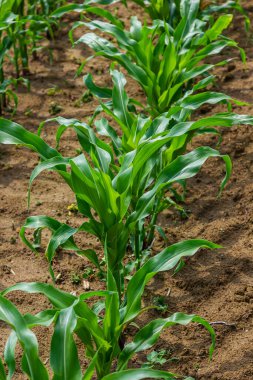 Güneşli bir günde tarlada yetişen genç mısır bitkileri. Seçici odak.