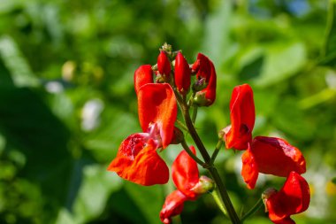 Bahçede yetişen Kaçak Fasulye Bitkisi Faz Koksinüsü 'nün güzel çiçekleri..