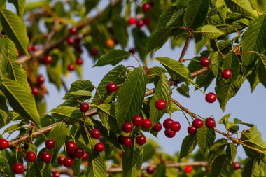 Bahçedeki ağaçta olgun kırmızı kiraz dalları.