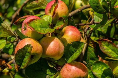 Hasat. Yaz bahçesinin yeşil yapraklarında, ağaç dalları üzerinde olgun tatlı elmalar..