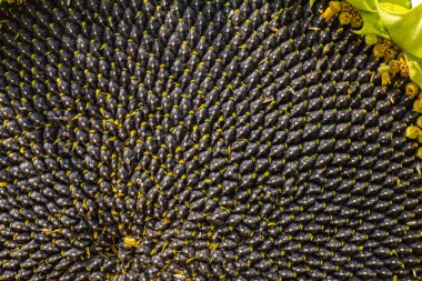 Ayçiçeği tohumları siyah yakın çekim ile.