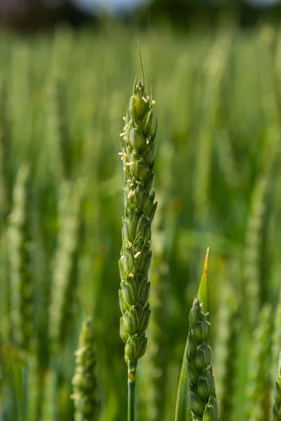 Green wheat field. Green background with wheat. Young green wheat seedlings growing on a field. Agricultural field on which grow immature young cereals, wheat.