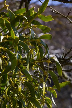 Ökseotu diğer adıyla viscum ağaçta yetişen bir parazit bitkisidir. Mavi gökyüzü arka planında çıplak ağaçtaki ökseotunun yakın görüntüsü.