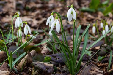 Beyaz kardelen çiçekleri kapanıyor. Galanthus çiçekleri, baharın başlarında, yeşil arka planda güneş tarafından aydınlatılan bulanık bir çiçek. Amaryllidaceae familyasındaki Galanthus nivalis ampul, daimi bitkisi..