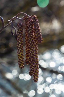 Siyah alnus glutinosa 'nın erkek catkins ve dişi kırmızı çiçekli küçük bir dalı. İlkbaharda çiçek açan kızılağaç. Güzel doğal arka plan. Temiz küpeler ve bulanık arka plan..