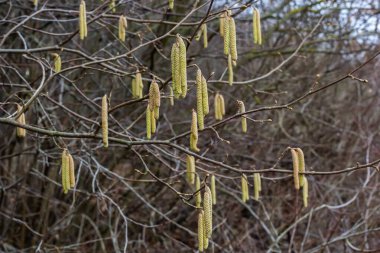 İlkbaharda ormanda çiçek açan yaygın fındık çiçeği Corylus Avellana..