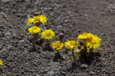 Tussilago farfara, papatya familyasından Asteraceae familyasına ait bir bitki türü. Güneşli bir bahar gününde bir bitkinin çiçekleri.