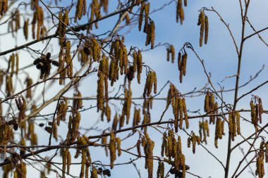 Siyah alnus glutinosa 'nın erkek catkins ve dişi kırmızı çiçekli küçük bir dalı. İlkbaharda çiçek açan kızılağaç. Güzel doğal arka plan. Temiz küpeler ve bulanık arka plan..