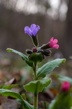 Pulmonarya, akciğer kurdu çiçekleri menekşenin farklı tonlarında tek bir ses tonunda. Ukrayna 'nın bal bitkisi. İlk bahar çiçekleri. Pulmonaria officinalis. Pulmonaria officinalis çiçek açtı.