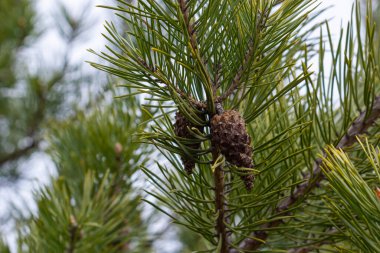 Geçen yılın kahverengi kozalakları mavi bir bahar gökyüzüne karşı bir çam dalında. Seçici odaklanma. Çam dalında uzun, lüks bir iğne. Tasarım için doğa konsepti. Arkaplan olarak doku.