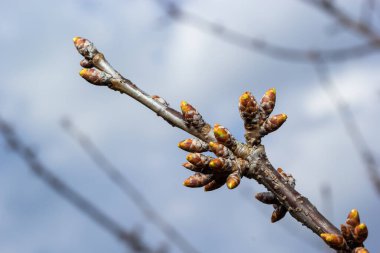Bahar başında bir ağaç dalında tomurcuklanan tomurcuklar. Baharın başlarında, arka planda bulanık bir dal. İlk bahar yeşillikleri.